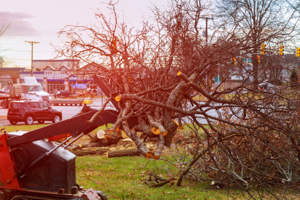 How Our Tree Care Process Works  in  East Williston, NY