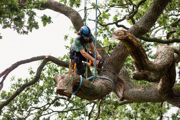 Reliable East Williston, NY Tree Services Solutions